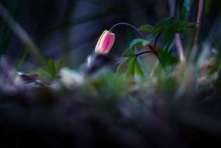 A beautiful white wood anemone flower in the spring. Shallow depth of field, wide negative space. Anemone Nemorosa on forest ground in Northern Europe. Single blooming flower.の写真素材
