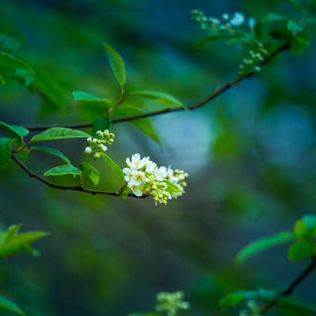 A beautiful white flowers of a bird cherry. Prunus padus tree flowering in the spring. Closeup of a hackberry flowers in Northern Europe.の写真素材