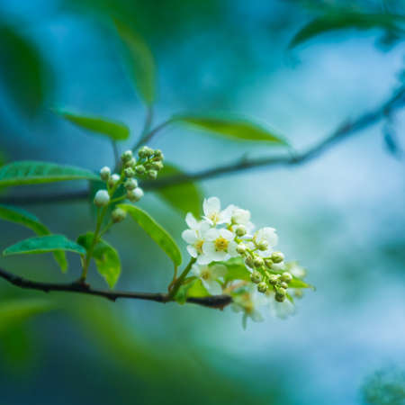 A beautiful white flowers of a bird cherry. Prunus padus tree flowering in the spring. Closeup of a...