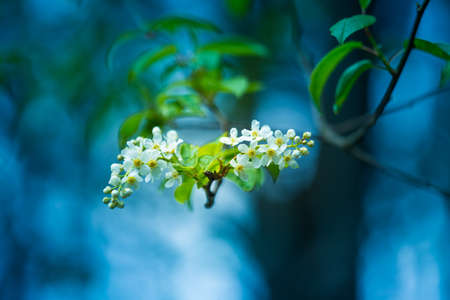 A beautiful white flowers of a bird cherry. Prunus padus tree flowering in the spring. Closeup of a hackberry flowers in Northern Europe.の写真素材