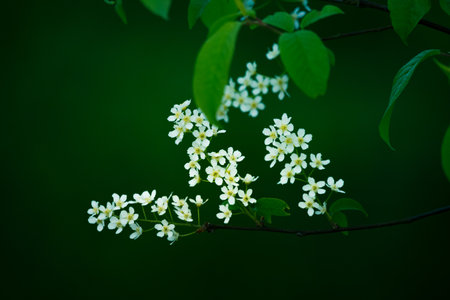 A beautiful white flowers of a bird cherry. Prunus padus tree flowering in the spring. Closeup of a hackberry flowers in Northern Europe.の写真素材