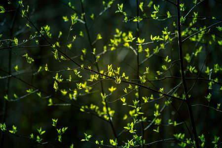 Beautiful, fresh leaves of the bird cherry tree in the spring. Natural sceney with shallow depth of field. Spring leaves in Northern Europe.の写真素材