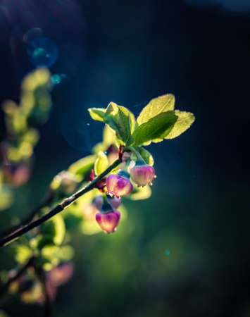 Beautiful pink blueberry flowers in spring. Natural spring scenery in forest. Sunny day, shallow focus. Woodland scenery of Northern Europe with wild berries.の写真素材
