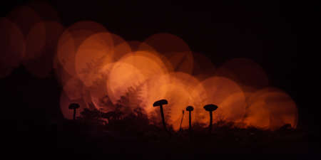 An artistic silhouettes of small mushrooms with colorful bokeh in the background. Small fungi growing on a forest floor.の写真素材