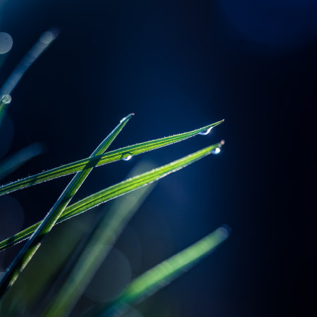 Wet grass in the spring. Rural sceney of a green field. Water droplets on the grass spikes. Closeup...