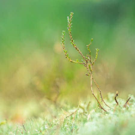 Beautiful closeup of small lichen growing on the forest froor in spring. Natural scenery with shallow depth of field. Woodlands in Northern Europe.の写真素材