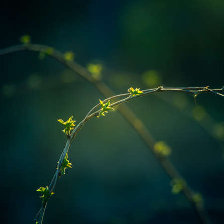 Beautiful fresh, green spring leaves on the branches. Natural scenery of trees in spring in Northern...
