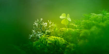 Beautiful closeup of small lichen growing on the forest froor in spring. Natural scenery with...