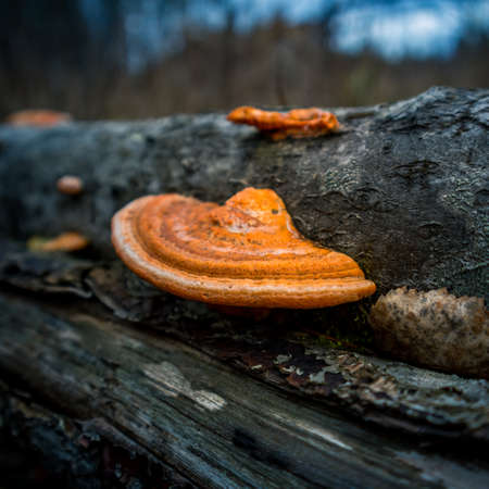 A beautiful, orange mushroom growing on an old, rotten tree stump. Spring scenery in forest with...