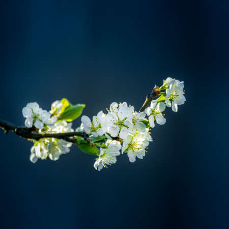 Beautiful plum tree flowers in the spring. Blossoming fruit tree. Spring scenery with flower closeup of Northern Europe.の写真素材