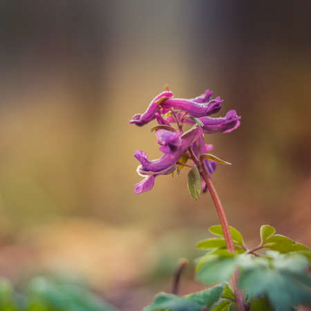 Beautiful small purple flowers blooming on the forest ground in spring in natural habitat in Northern Europe.の写真素材