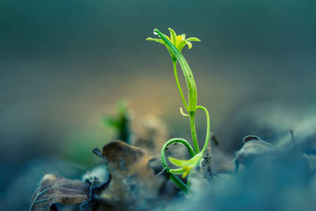 Beautiful yellow star-of-Bethlehem flower blooming on a forest ground in spring. Spring flowers in...