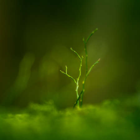A beautiful spring scenery of woodland in Northern Europe. Natural light.の写真素材