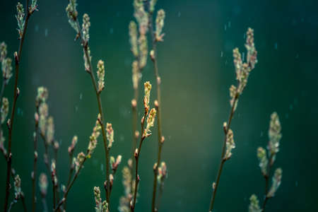 Beautiful blossoming tree branches in the spring. Natural scenery with tree flower closeup. Northern Europe.の写真素材