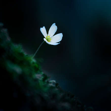 Beautiful white wood sorrel flowers blooming on a forest ground. Shallow depth of field, wide negative space. White oxalis flowers in natural habitat in Northern Europe.の写真素材