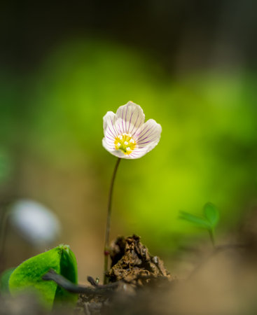 Beautiful white wood sorrel flowers blooming on a forest ground. Shallow depth of field, wide negative space. White oxalis flowers in natural habitat in Northern Europe.の写真素材