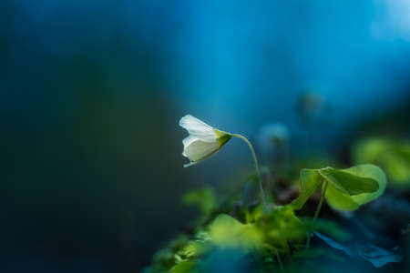 Beautiful white wood sorrel flowers blooming on a forest ground. Shallow depth of field, wide negative space. White oxalis flowers in natural habitat in Northern Europe.の写真素材