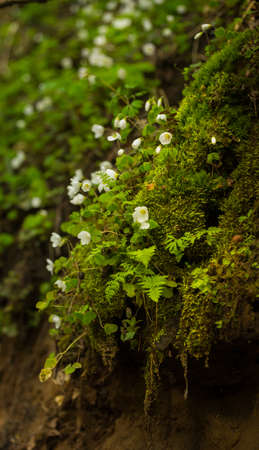 Beautiful wood sorrel flowers blooming on a forest ground. White oxalis flowers in spring. Wood sorrel in natural habitat in Northern Europe.の写真素材