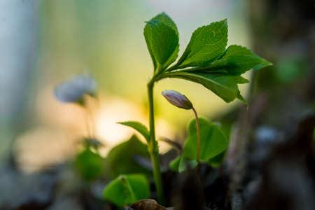 Beautiful wood sorrel flowers blooming on a forest ground. White oxalis flowers in spring. Wood sorrel in natural habitat in Northern Europe.の写真素材