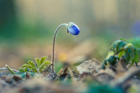 Beautiful blue anemone flower on the spring forest ground. SHallow depth of field, large negative space. Liverwort in natural habitat in Northern Europe.の写真素材