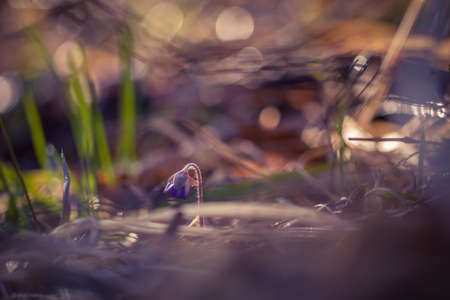 A beautiful blue viverwort flowers blossoming on the forest ground in spring. Anemone hepatica in...
