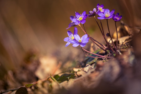 A beautiful blue viverwort flowers blossoming on the forest ground in spring. Anemone hepatica in natural habitat. Sunny spring scenery of Northern Europe.の写真素材