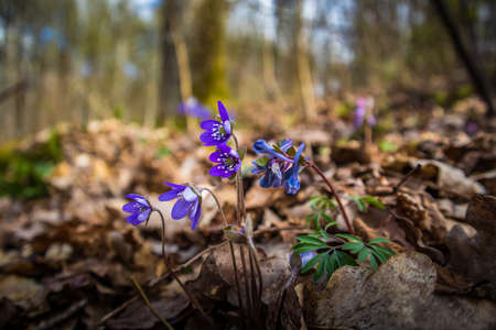 A beautiful blue viverwort flowers blossoming on the forest ground in spring. Anemone hepatica in...