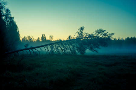A springtime landscape of a forest clearing in Northern Europe. Spring scenery of woodlands.の写真素材