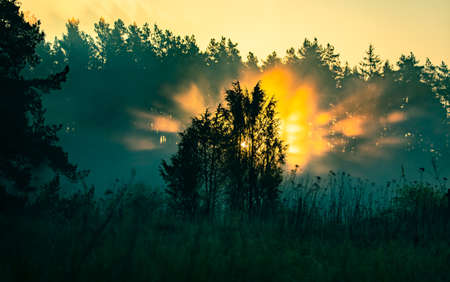 A springtime landscape of a forest clearing in Northern Europe. Spring scenery of woodlands.の写真素材