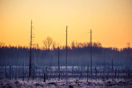 A springtime landscape of a forest clearing in Northern Europe. Spring scenery of woodlands.の写真素材