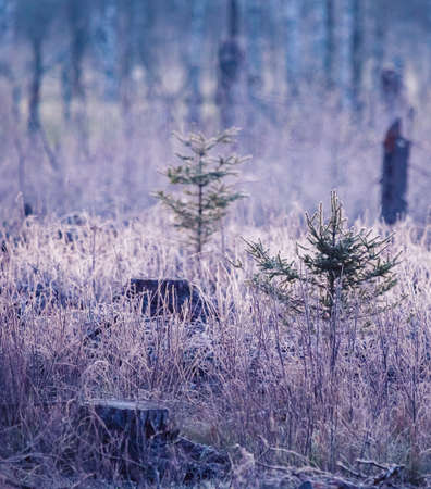 A springtime landscape of a forest clearing in Northern Europe. Spring scenery of woodlands.の写真素材