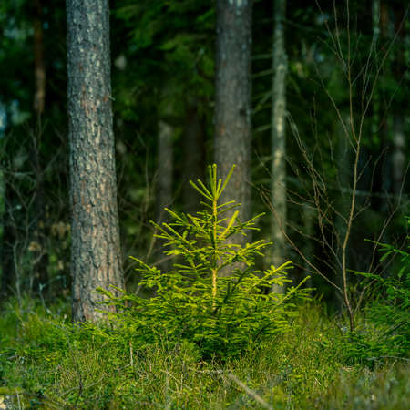 A beautiful forest scenery with spruce trees. Fir tree in a springtime woodlands of Northern Europe.