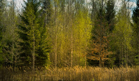 A beautiful forest landscape in the late spring. Woodlands during the sunrise in sprintime in Northern Europe.の写真素材