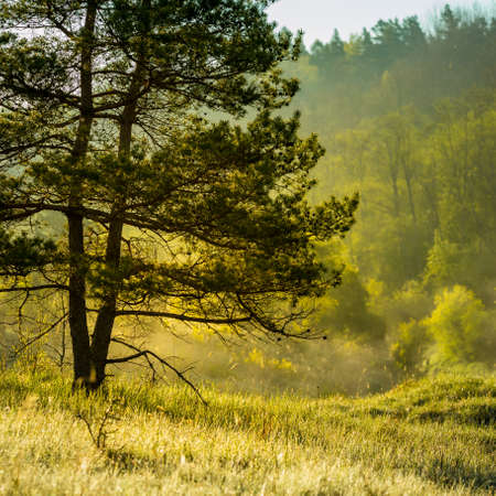 A beautiful forest landscape in the late spring. Woodlands during the sunrise in sprintime in Northern Europe.の写真素材