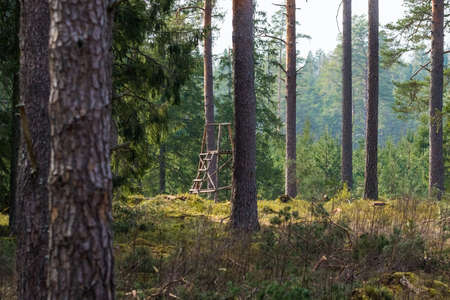 A beautiful pine tree forest scenery durning spring in Northern Europe. Tall pine trees growing in woodlands. Forest landscape in springtime.の写真素材