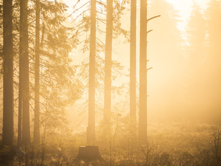 A beautiful pine tree forest scenery durning spring in Northern Europe. Tall pine trees growing in woodlands. Forest landscape in springtime.の写真素材