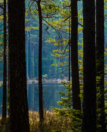 A beautiful landscape of a forest lake behing the trees. Spring scenery in the woodlands of Northern...