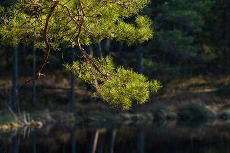 A beautiful landscape of a forest lake behing the trees. Spring scenery in the woodlands of Northern Europe. Forest lake with trees.の写真素材