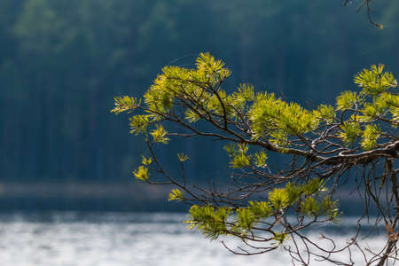 A beautiful landscape of a forest lake behing the trees. Spring scenery in the woodlands of Northern Europe. Forest lake with trees.の写真素材