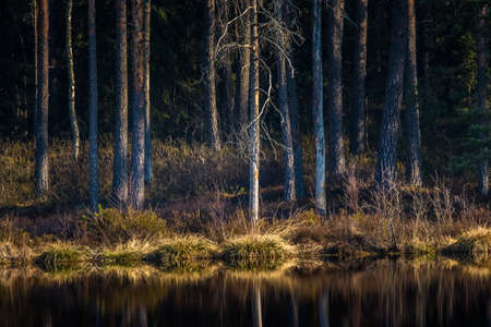 A beautiful reflections of a spring trees on the forest lake water surface. Spring scenery of woodlands in Northern Europe. Forest lake with trees.の写真素材