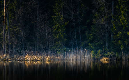 A beautiful reflections of a spring trees on the forest lake water surface. Spring scenery of woodlands in Northern Europe. Forest lake with trees.の写真素材