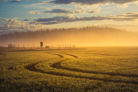 A beautiful misty morning over the spring fields. Sunrise with fog on grain fields.の写真素材