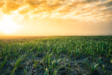 A beautiful misty morning over the spring fields. Sunrise with fog on grain fields.の写真素材