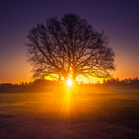 A beautiful sunrise behind the large oak trees in spring. Bare tree silhouette with sun shining through. Springtime scenery of Northern Europe.の写真素材