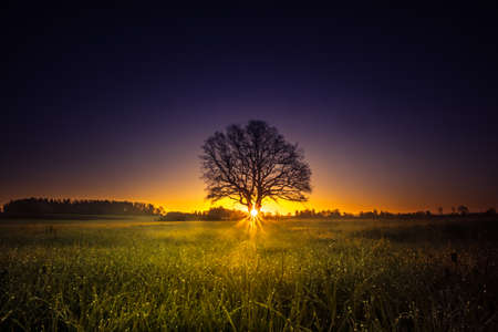 A beautiful sunrise behind the large oak trees in spring. Bare tree silhouette with sun shining through. Springtime scenery of Northern Europe.の写真素材
