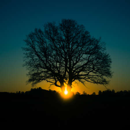 A beautiful sunrise behind the large oak trees in spring. Bare tree silhouette with sun shining through. Springtime scenery of Northern Europe.の写真素材