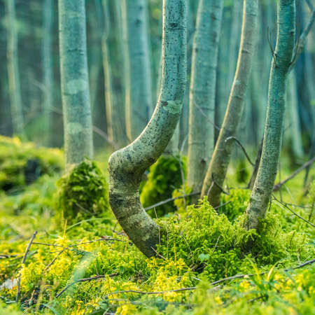 Beautiful trees growing in the forest in spring. Low viewpoint scenery of woodlands trees. Sprintime...