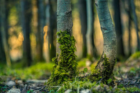Beautiful trees growing in the forest in spring. Low viewpoint scenery of woodlands trees. Sprintime landscape of tree stumps in Northern Europe.の写真素材