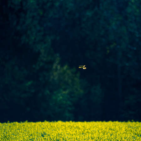 A beautiful yellow canola fields during springtime. Blooming rapeseed fields in Northern Europe....