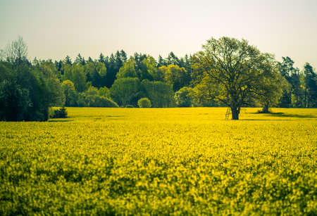 A beautiful yellow canola fields during springtime. Blooming rapeseed fields in Northern Europe. Springtime landscape of cultivated fields.の写真素材